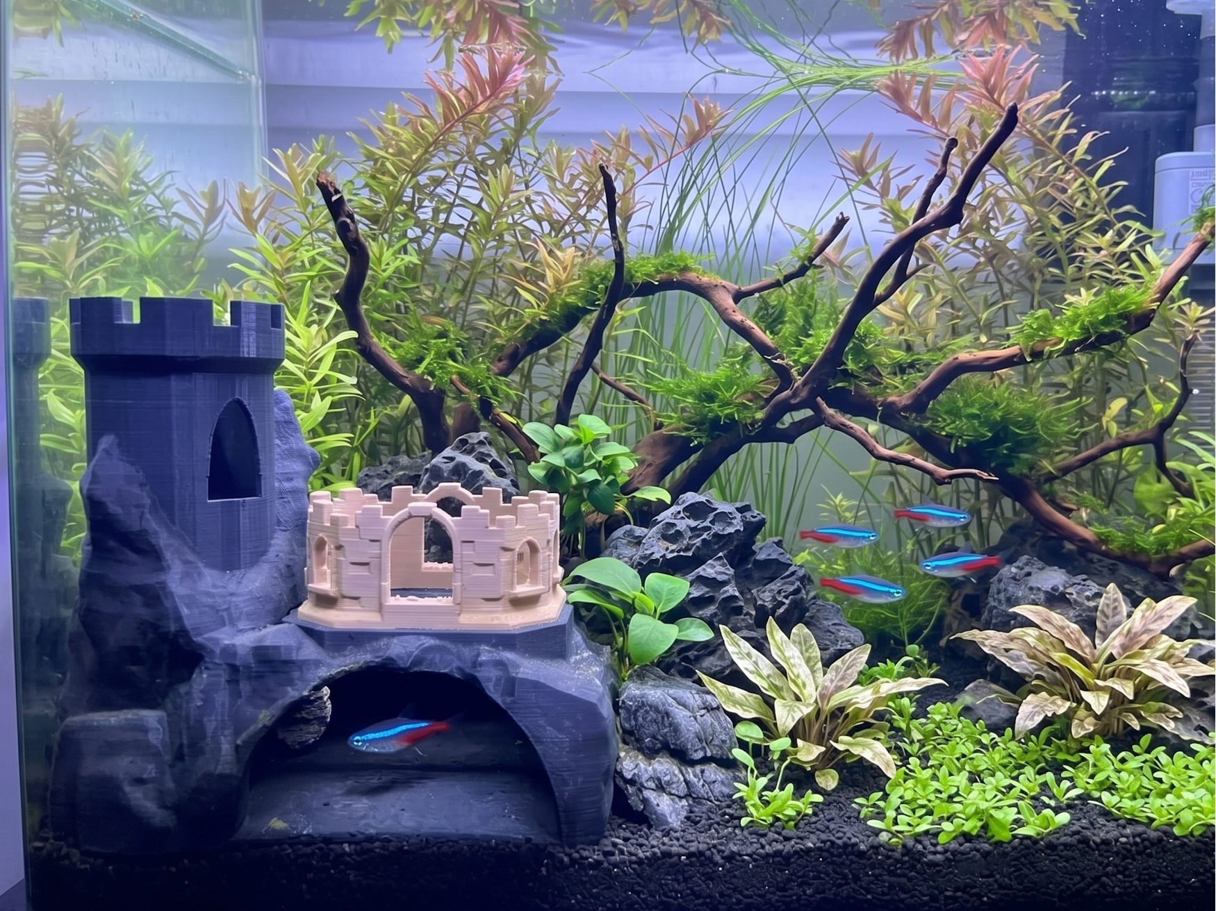 Aquarium Fish Cave [NO AMS]