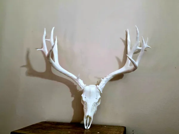 https://makerworld.bblmw.com/makerworld/model/US288806dc619f40/design/2025-11-08_a77a268a15d898.jpg