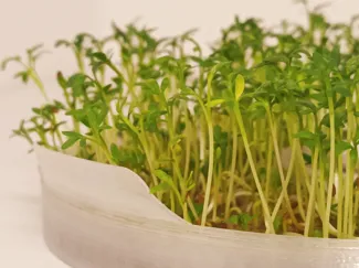 Fresh greens, zero effort! 