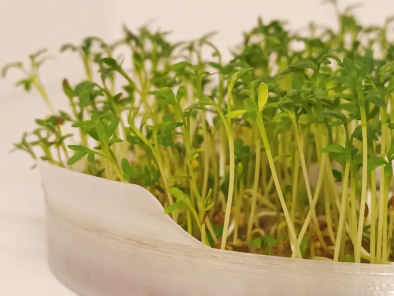 Fresh greens, zero effort! 