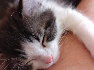 Sleepy Kitty Bookmark Test