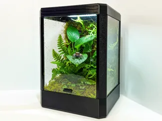 JUMPING SPIDER TERRARIUM