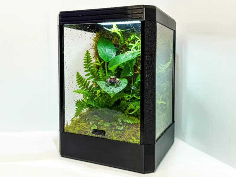 JUMPING SPIDER TERRARIUM