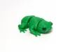 Frog Multicolor