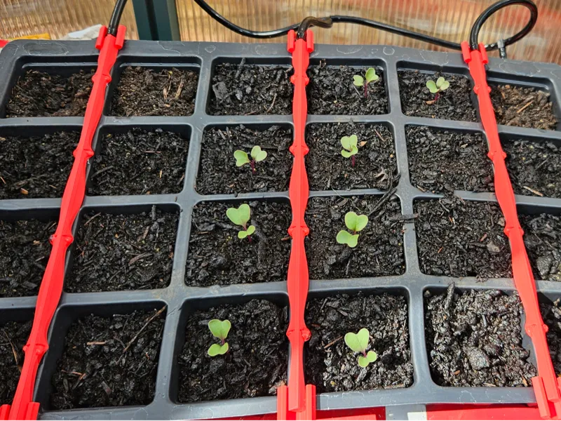4 x 6 Seed tray drip irrigation