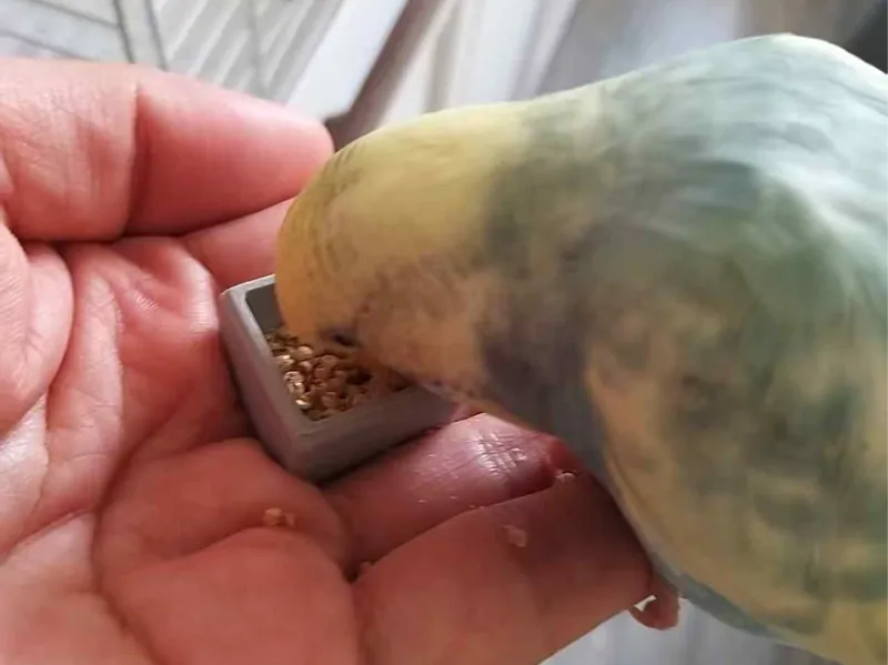 指尖食盒手养鸟训鸟训练小型鹦鹉戒指食盒飞手训练