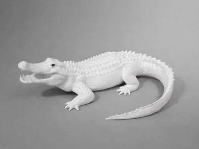 Crocodile - Aligator - Animal