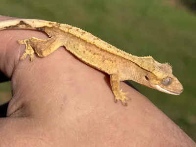 My crested gecko