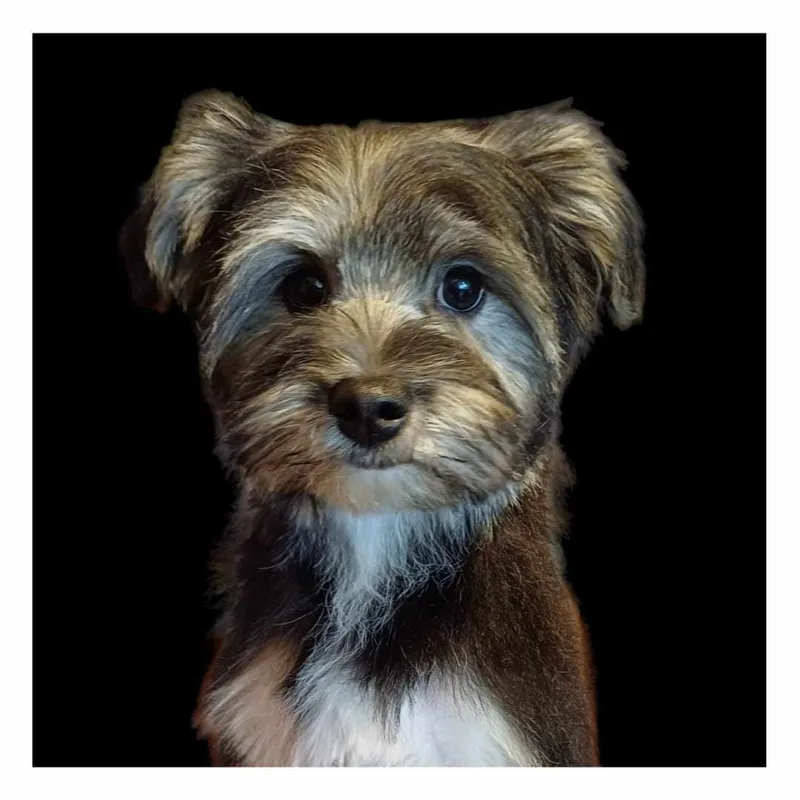 Benji