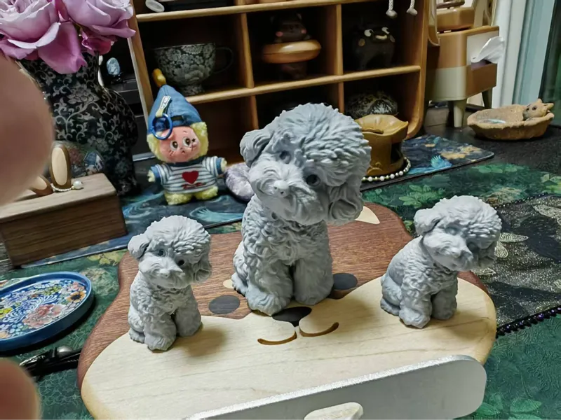 小狗 贵宾犬 灰泰迪犬 歪头杀