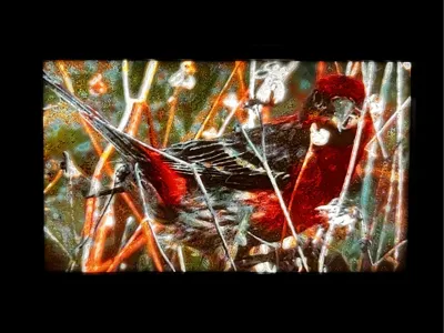 House Finch Lithophane with PIR Motion Detection