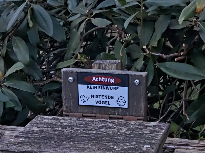 Schild nistende Vögel
