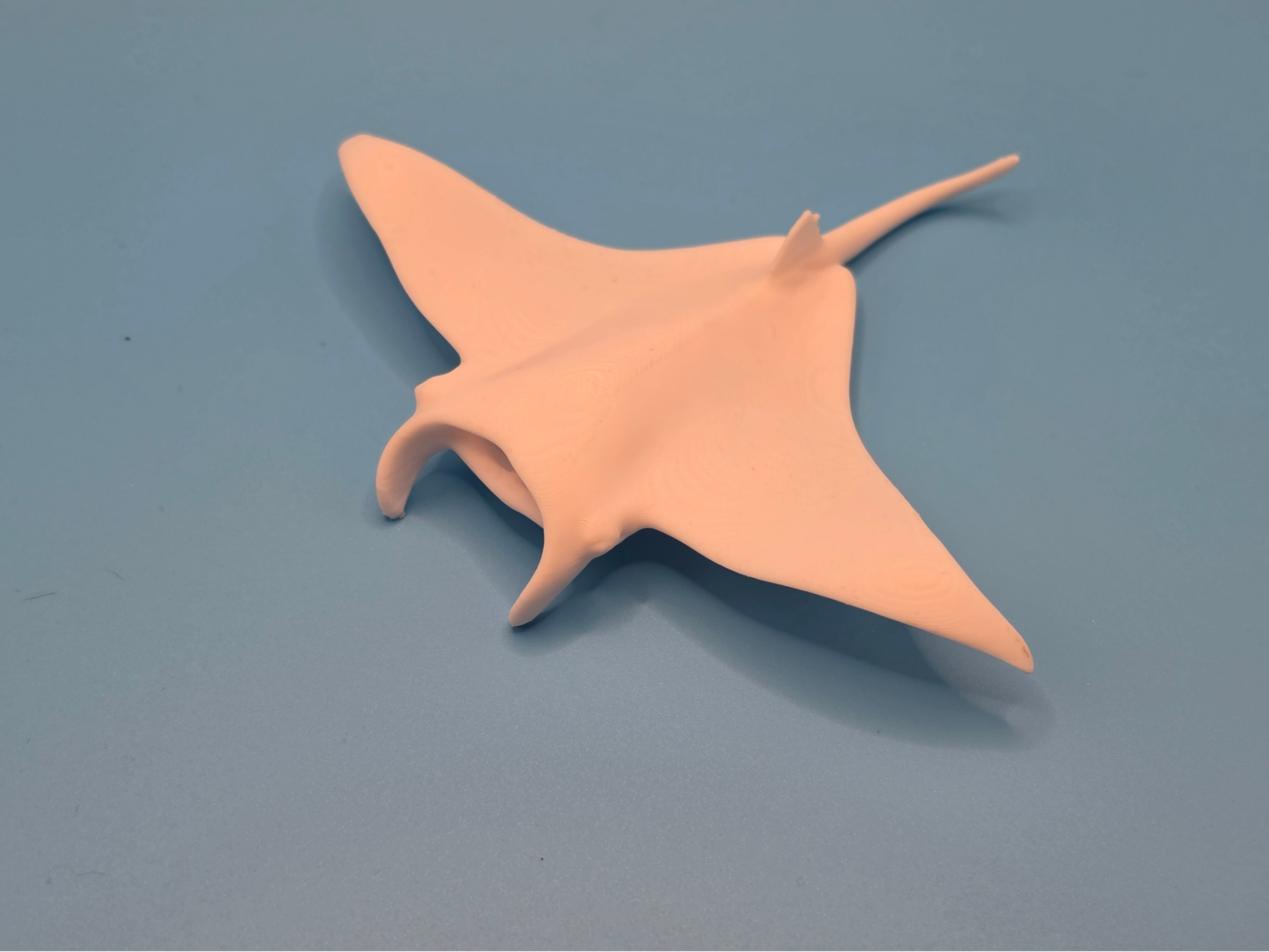 Manta Ray – Ocean Animal Tiere aus aller Welt