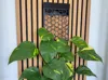Trellis 200mm width