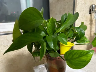 灌溉漏斗irrigate funnel