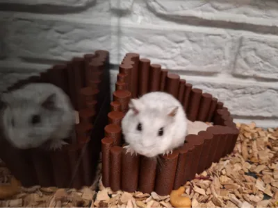 "Natural looking" Sand bath for hamsters