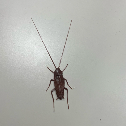 Miniatura 1 do modelo 3D House Invaders  - Cockroach