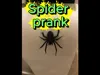 This is the same spider you see in the model picture.