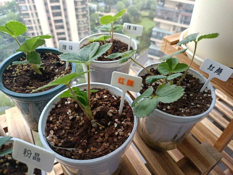 植物标识牌 花盆盆栽花蔬菜水果标记