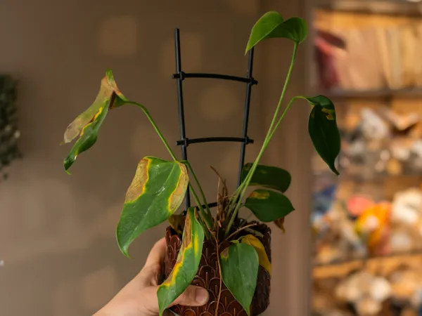 https://makerworld.bblmw.com/makerworld/model/US2a2b19974a9ed3/design/2025-10-27_fe2d56d7b1ee4.jpg