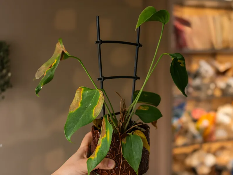 Plant support ladder