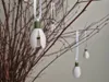 Snowdrop