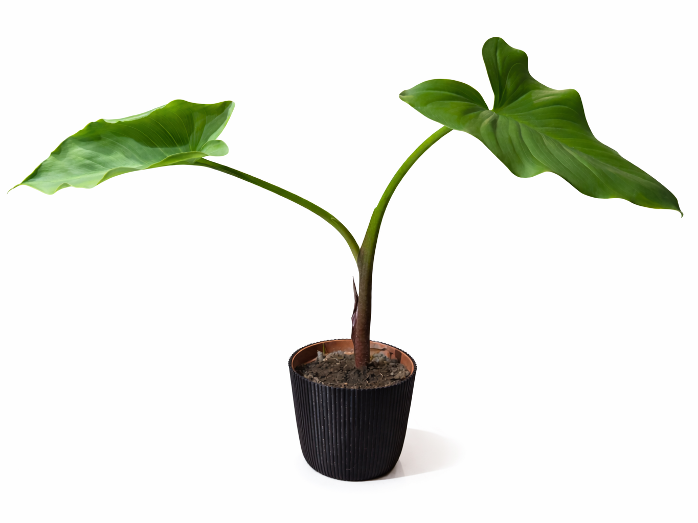 small office desk plantpot