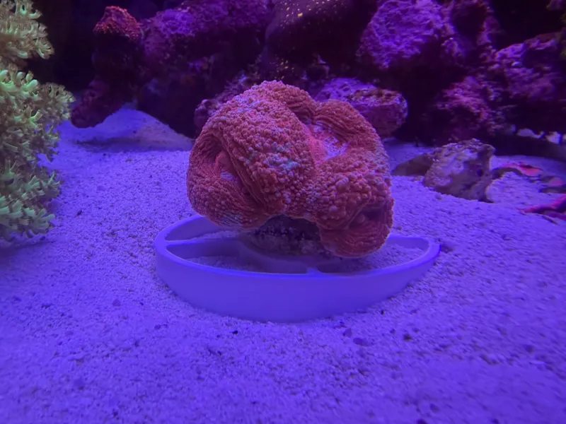 Coral Stand