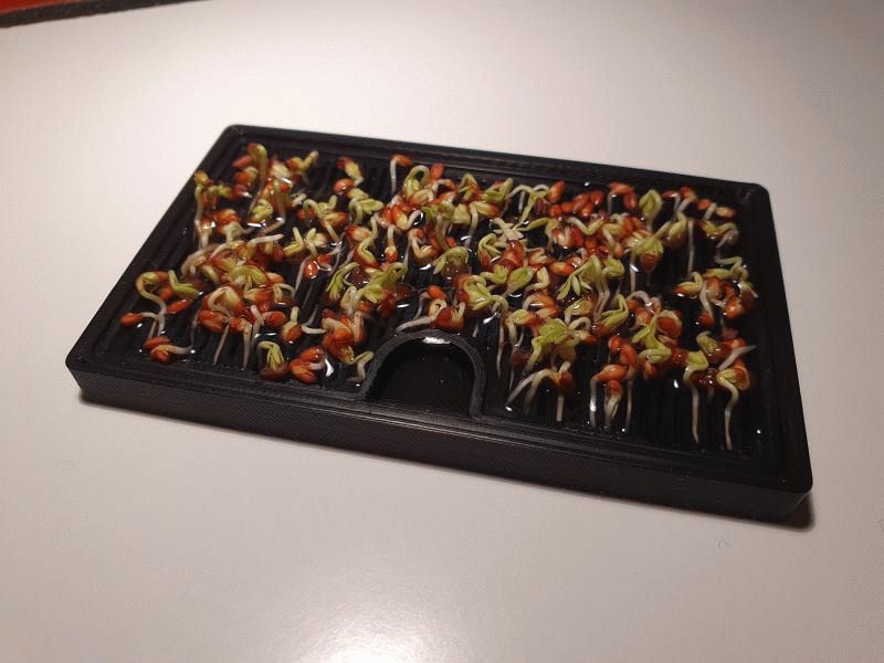 Mini Cress Farm
