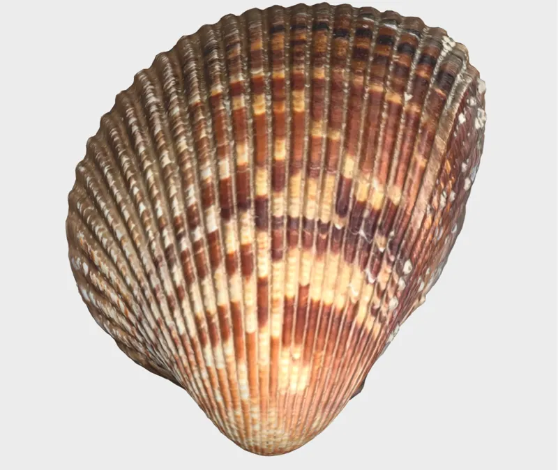 Muschel