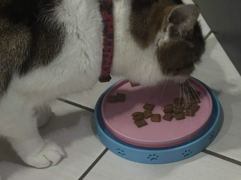 Ant Moat Pet Bowl (with Optional Slow-Feed)