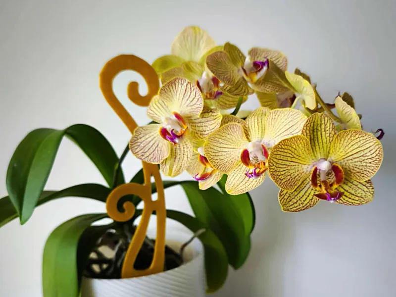Orchid flower stem support