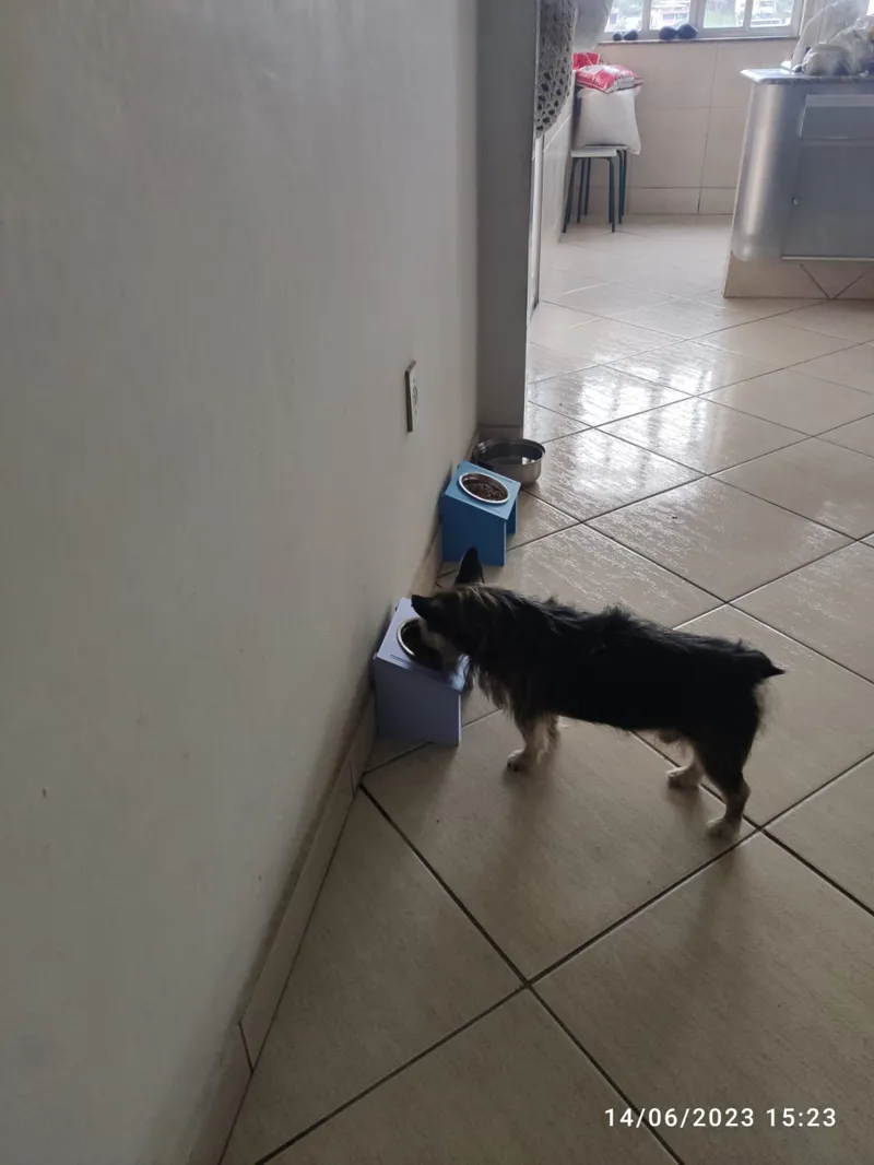 Ergonomic Pet Bowl Holder