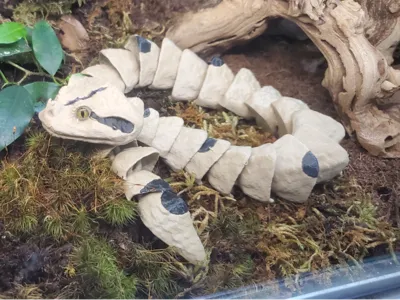 Gaboon Viper