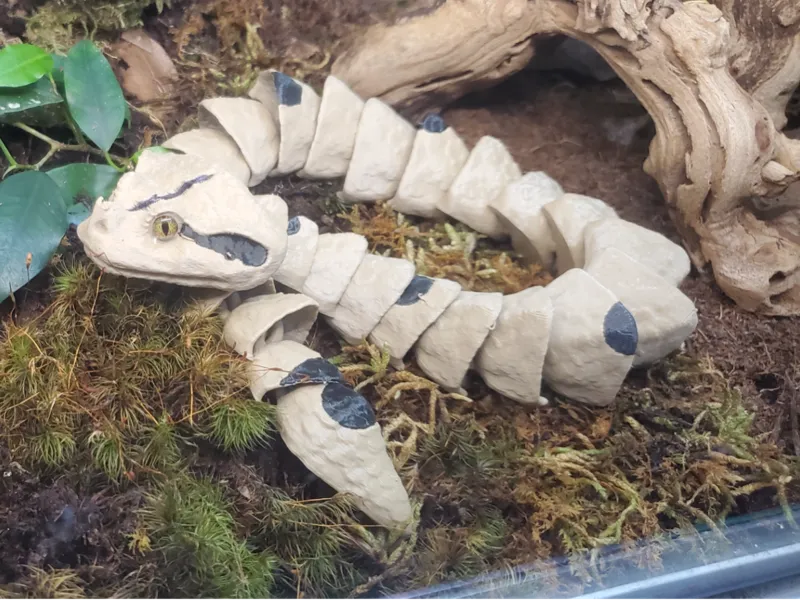 Gaboon Viper