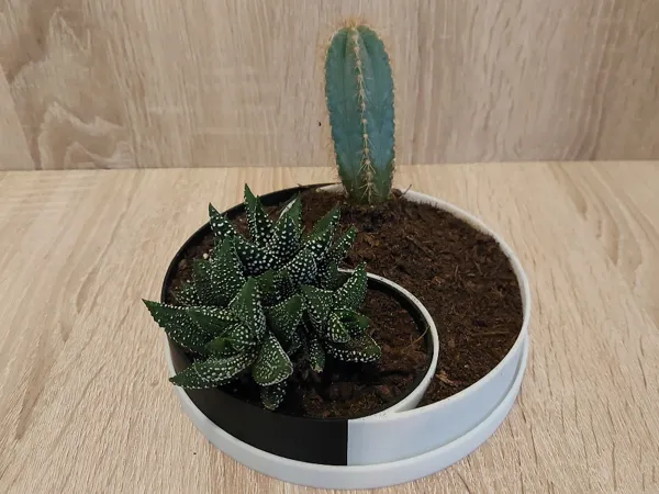 https://makerworld.bblmw.com/makerworld/model/US2aae4fd8d5f44c/design/2024-01-25_f26d35c0540fd.png