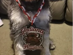 PET INDIANA BISON HYPE CHAIN