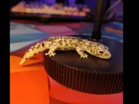 0.12mm layer, 2 walls, 15% infill