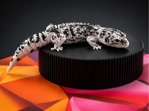 https://makerworld.bblmw.com/makerworld/model/US2aea6462e99c35/design/6e2a6f55c086da11.png