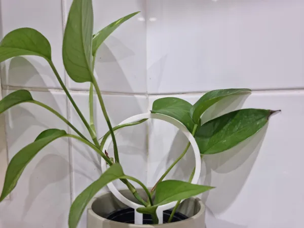 https://makerworld.bblmw.com/makerworld/model/US2aebbd41e02990/design/2025-03-03_8f2e1591a92c1.jpg