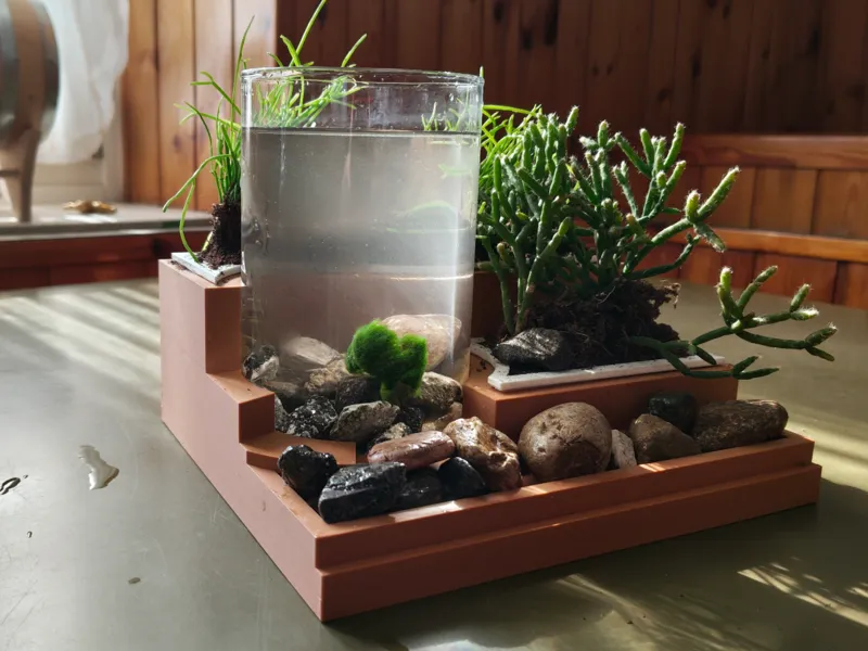 Marimo Zen Garden