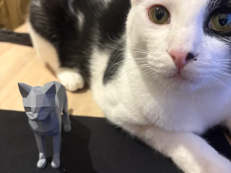 Chat polygone