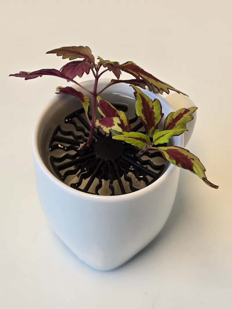 Floating octopus germinator