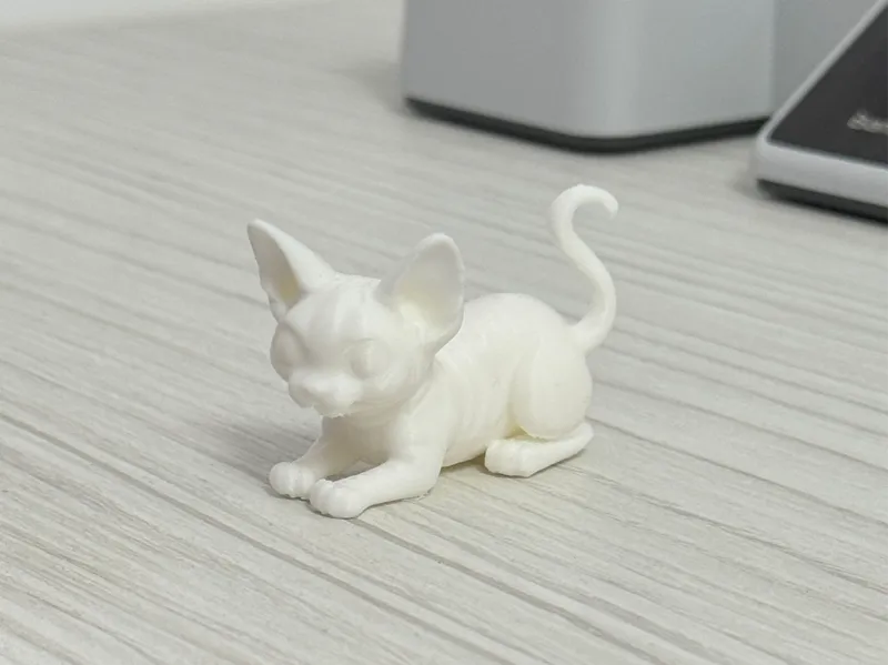 Sphynx Cat