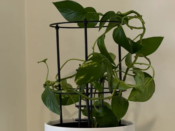 https://makerworld.bblmw.com/makerworld/model/US2b56a0c2087add/design/2025-11-10_d7b7a238d3653.jpeg