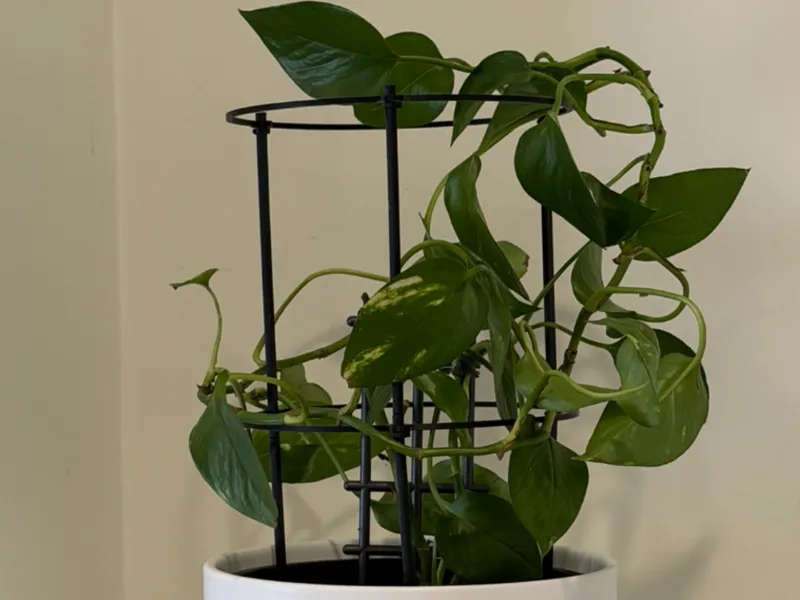 Climbing frame for indoor plants - extendable