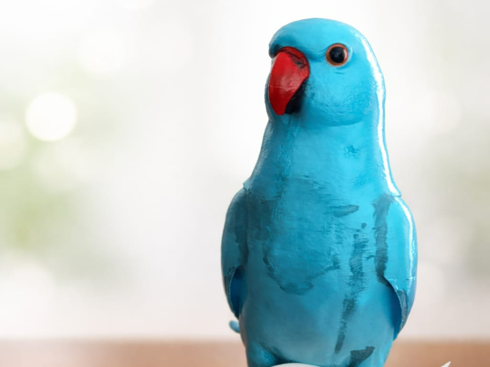 indian ringneck parrot figurine (blue edition)