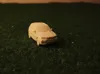 0.2mm layer, 2 walls, 20% infill