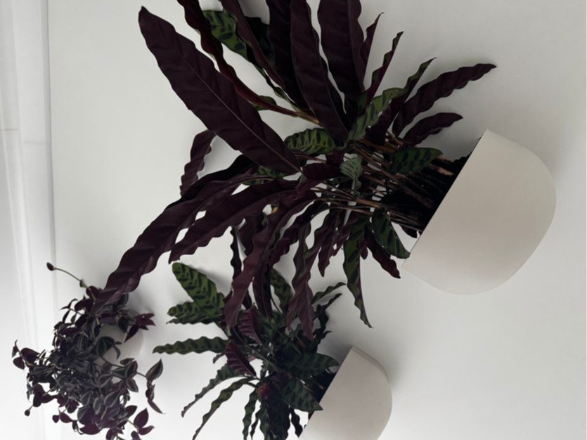 Wall-Mounted Planters