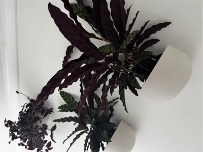 Wall-Mounted Planters